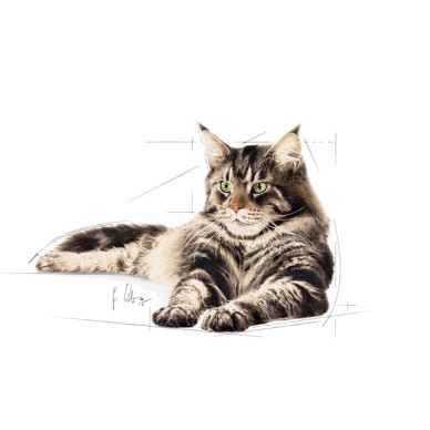 Royal Canin Maine Coon Adult – Hrană Umedă în Sos pentru Pisici – 85 g